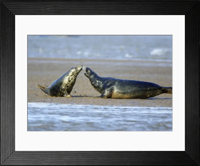 Framed Print : Grey Seal - cow and bull confrontation during breeding season. Donna Nook seal sanctuary, Lincolnshire, UK Framed Print : Grey Seal - cow and bull confrontation during breeding season. Donna Nook seal sanctuary, Lincolnshire, UK