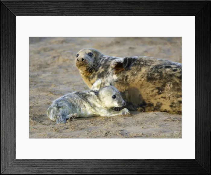 Framed Print : Grey Seal - cow with newly born pup on beach. Donna Nook seal sanctuary, Lincolnshire, UK Framed Print : Grey Seal - cow with newly born pup on beach. Donna Nook seal sanctuary, Lincolnshire, UK