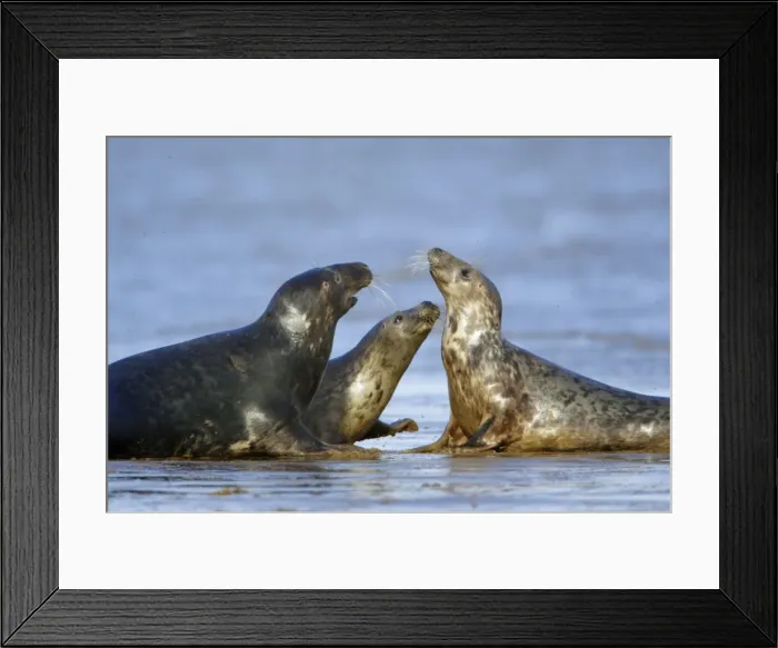 Framed Print : Grey Seal - bull and 2 cows during breeding season. Donna Nook seal sanctuary, Lincolnshire, UK Framed Print : Grey Seal - bull and 2 cows during breeding season. Donna Nook seal sanctuary, Lincolnshire, UK