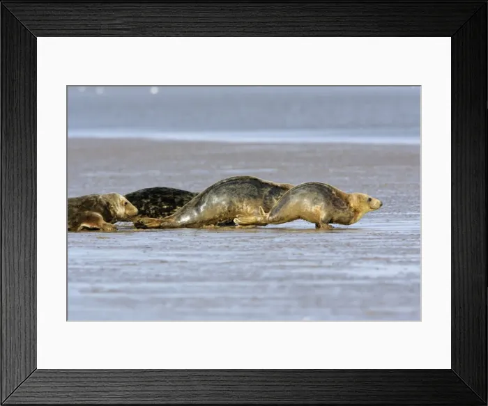 Framed Print : Grey Seal - cows emerging from the sea onto sand-bank. Donna Nook seal sanctuary, Lincolnshire, UK Framed Print : Grey Seal - cows emerging from the sea onto sand-bank. Donna Nook seal sanctuary, Lincolnshire, UK