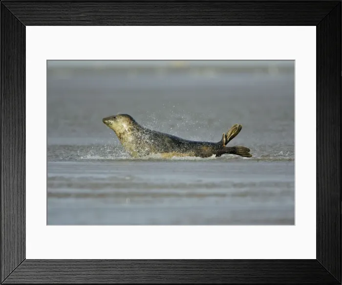 Framed Print : Grey Seal - cow gliding through shallow sea water. Donna Nook seal sanctuary, Lincolnshire, UK Framed Print : Grey Seal - cow gliding through shallow sea water. Donna Nook seal sanctuary, Lincolnshire, UK