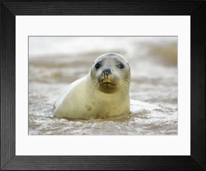 Framed Print : Grey Seal - young cow emerging from sea. Donna Nook seal sanctuary, Lincolnshire, UK