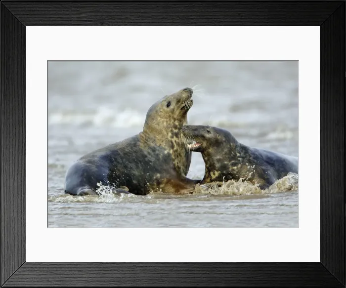Framed Print : Grey Seal - 2 bulls fighting in surf during breeding season. Donna Nook seal sanctuary, Lincolnshire, UK Framed Print : Grey Seal - 2 bulls fighting in surf during breeding season. Donna Nook seal sanctuary, Lincolnshire, UK