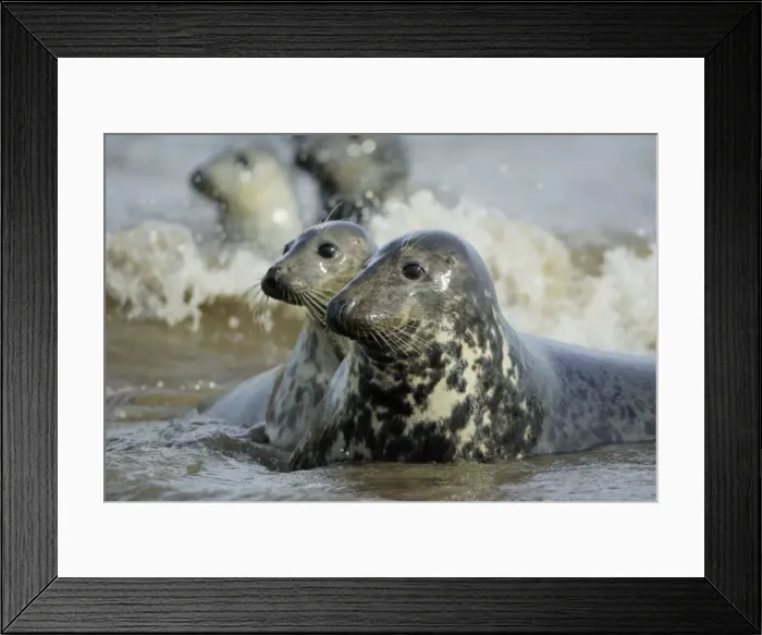 Framed Print : Grey Seal - 2 cows on alert in surf. Donna Nook seal sanctuary, Lincolnshire, UK Framed Print : Grey Seal - 2 cows on alert in surf. Donna Nook seal sanctuary, Lincolnshire, UK