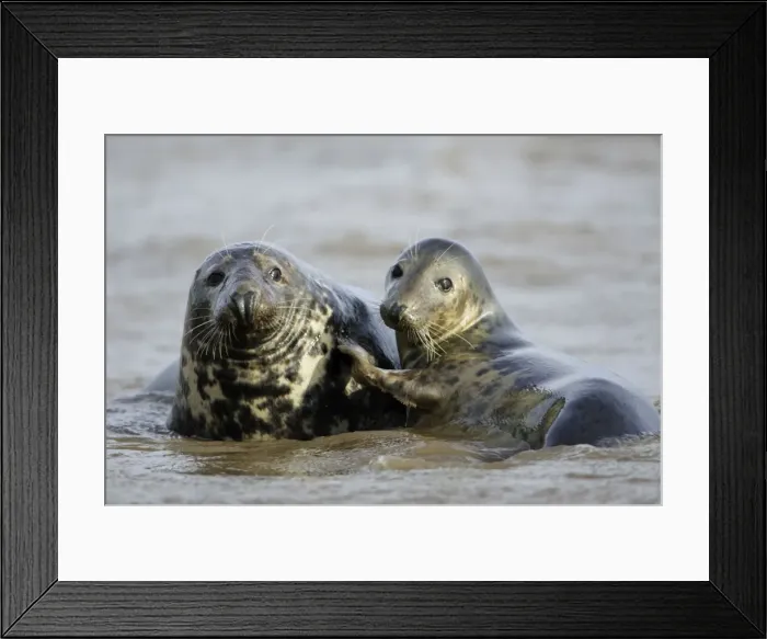 Framed Print : Grey Seal - bull and cow in surf during breeding season. Donna Nook seal sanctuary, Lincolnshire, UK