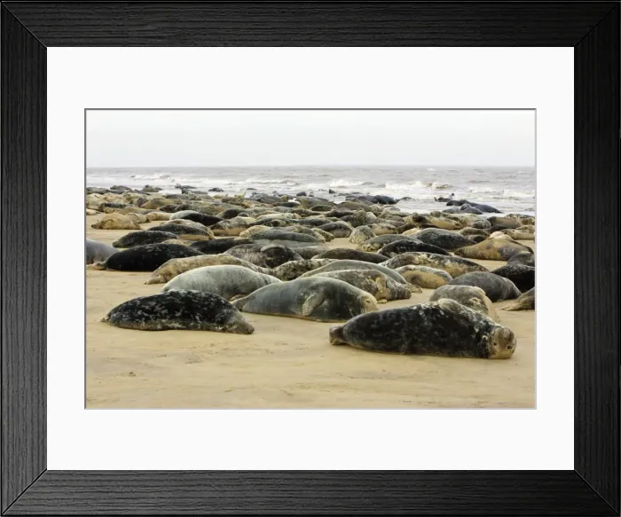 Framed Print : Grey Seal - herd resting on sand-bank. Donna Nook seal sanctuary, Lincolnshire, UK Framed Print : Grey Seal - herd resting on sand-bank. Donna Nook seal sanctuary, Lincolnshire, UK