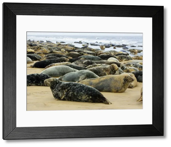 Framed Print : Grey Seal - herd resting on sand-bank. Donna Nook seal sanctuary, Lincolnshire, UK Framed Print : Grey Seal - herd resting on sand-bank. Donna Nook seal sanctuary, Lincolnshire, UK