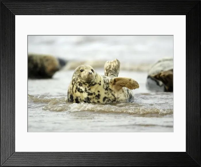 Framed Print : Grey Seal - cow lying in surf. Donna Nook seal sanctuary, Lincolnshire, UK Framed Print : Grey Seal - cow lying in surf. Donna Nook seal sanctuary, Lincolnshire, UK