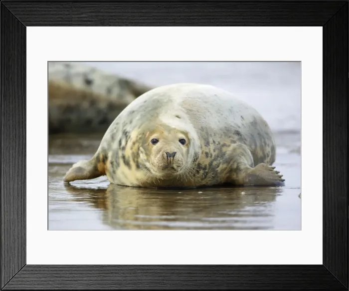 Framed Print : Grey Seal - cow emerging from sea. Donna Nook seal sanctuary, Lincolnshire, UK Framed Print : Grey Seal - cow emerging from sea. Donna Nook seal sanctuary, Lincolnshire, UK