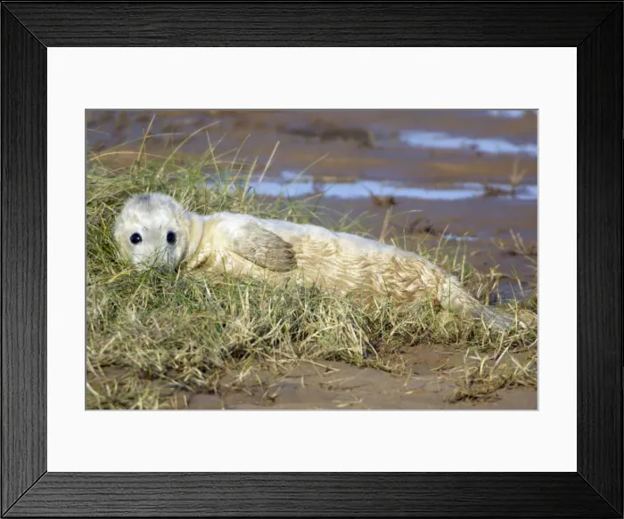 Framed Print : Grey Seal - pup lying on beach. Donna Nook seal sanctuary, Lincolnshire, UK Framed Print : Grey Seal - pup lying on beach. Donna Nook seal sanctuary, Lincolnshire, UK