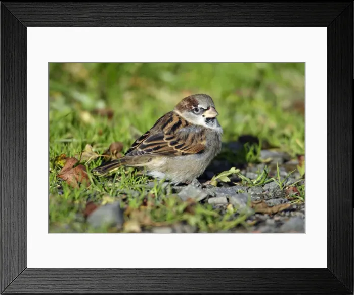 Framed Print : House Sparrow - male bird sitting on ground. Northumberland, UK Framed Print : House Sparrow - male bird sitting on ground. Northumberland, UK