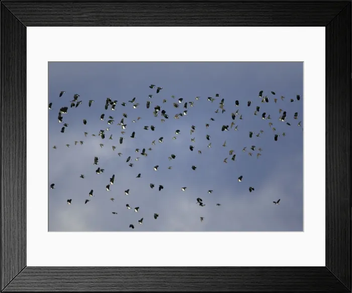 Framed Print : Lapwing - and Golden Plover (Pluvialis apricaria). flock in autumn. Northumberland, UK Framed Print : Lapwing - and Golden Plover (Pluvialis apricaria). flock in autumn. Northumberland, UK