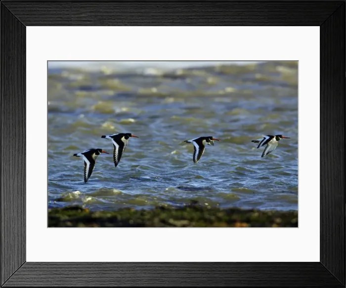 Framed Print : Oystercatcher - 4 birds flying over sea. Northumberland, UK Framed Print : Oystercatcher - 4 birds flying over sea. Northumberland, UK