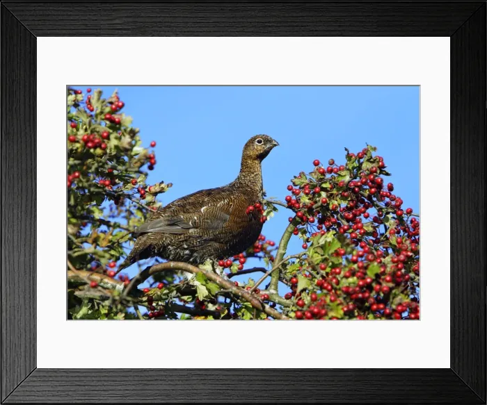 Framed Print : Red Grouse - sitting in white thorn tree with ripened berries, autumn. Northumberland, UK Framed Print : Red Grouse - sitting in white thorn tree with ripened berries, autumn. Northumberland, UK