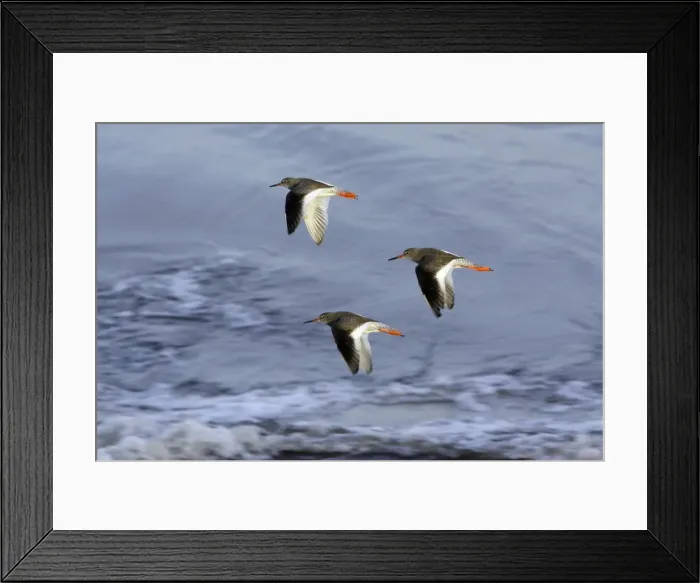 Framed Print : Redshank - 3 birds flying over North Sea, autumn. Northumberland, UK