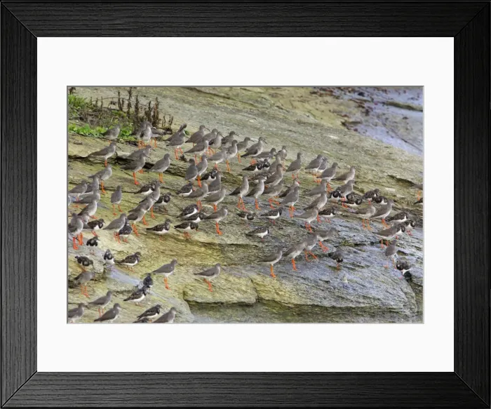 Framed Print : Redshank - and Turnstone (Arenaria interpres), flock resting on coast at high tide, autumn. Northumberland, UK Framed Print : Redshank - and Turnstone (Arenaria interpres), flock resting on coast at high tide, autumn. Northumberland, UK