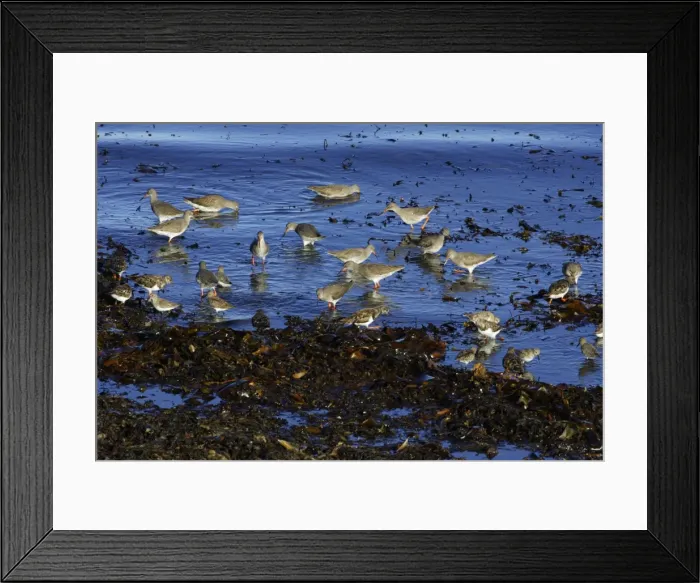 Framed Print : Redshank - and Turnstone (Arenaria interpres), flock feeding on seashore at high tide, autumn. Northumberland, UK Framed Print : Redshank - and Turnstone (Arenaria interpres), flock feeding on seashore at high tide, autumn. Northumberland, UK