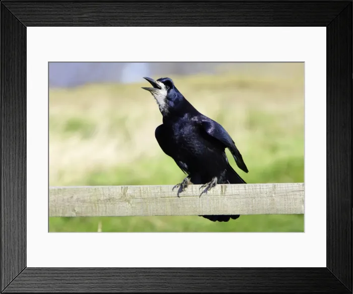 Framed Print : Rook - calling from fence post. Northumberland, UK Framed Print : Rook - calling from fence post. Northumberland, UK
