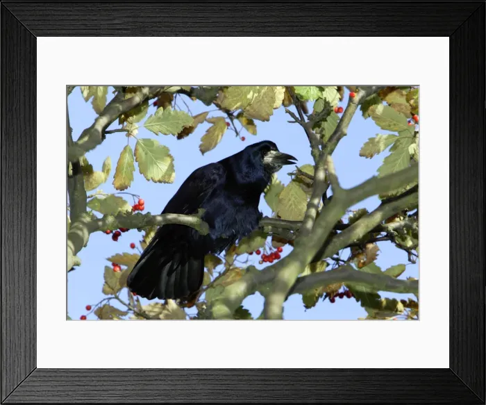 Framed Print : Rook - calling from tree. Northumberland, UK Framed Print : Rook - calling from tree. Northumberland, UK