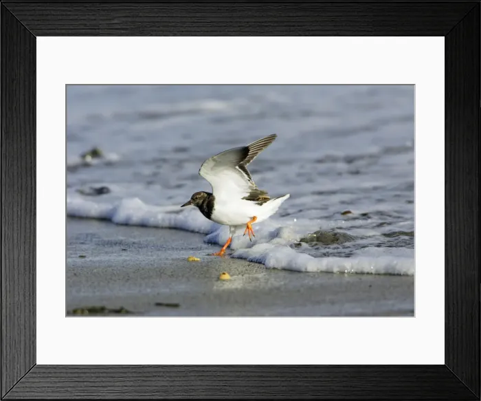 Framed Print : Turnstone - running along shore line, autumn. Northumberland, UK Framed Print : Turnstone - running along shore line, autumn. Northumberland, UK
