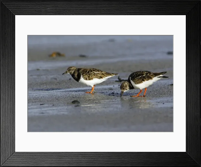Framed Print : Turnstone - 2 birds feeding on shore at low tide, autumn. Northumberland, UK Framed Print : Turnstone - 2 birds feeding on shore at low tide, autumn. Northumberland, UK