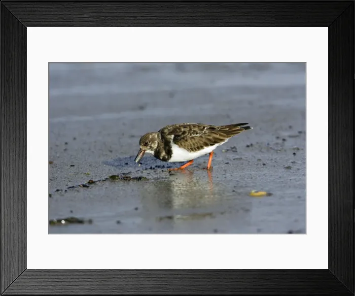 Framed Print : Turnstone - feeding on shore at low tide, autumn. Northumberland, UK Framed Print : Turnstone - feeding on shore at low tide, autumn. Northumberland, UK