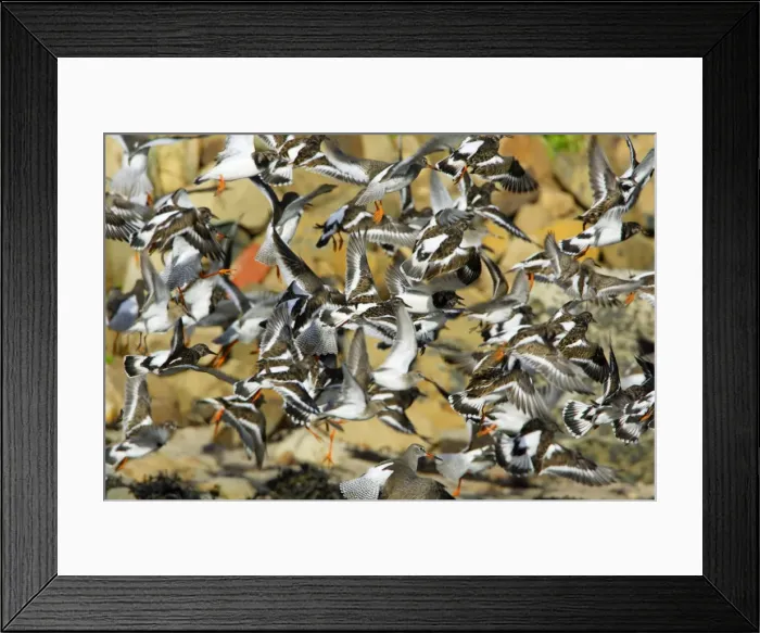 Framed Print : Turnstone - and Redshank (Tringa totanus) - flock startled into flight on beach, autumn. Northumberland, UK Framed Print : Turnstone - and Redshank (Tringa totanus) - flock startled into flight on beach, autumn. Northumberland, UK