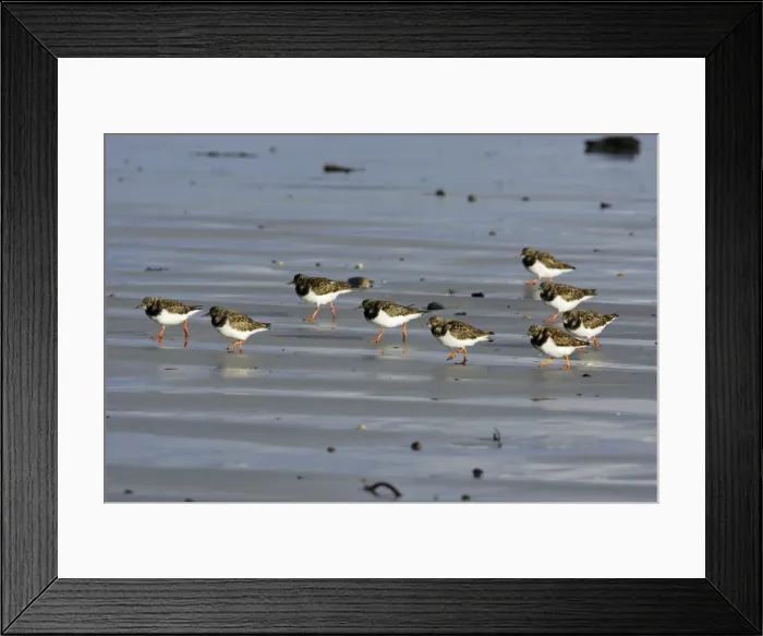 Framed Print : Turnstone - flock walking along beach, autumn. Northumberland, UK