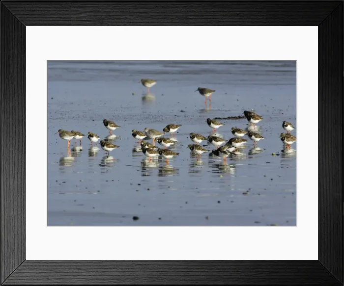 Framed Print : Turnstone - and Redshank (Tringa totanus), flock resting on beach, autumn. Northumberland, UK Framed Print : Turnstone - and Redshank (Tringa totanus), flock resting on beach, autumn. Northumberland, UK