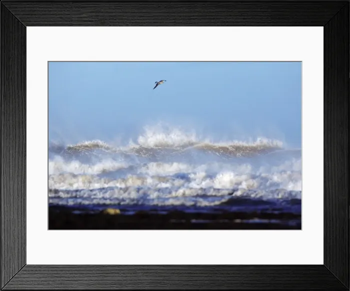 Framed Print : North Sea - gull flying over stormy waves, autumn storm. Northumberland, UK Framed Print : North Sea - gull flying over stormy waves, autumn storm. Northumberland, UK