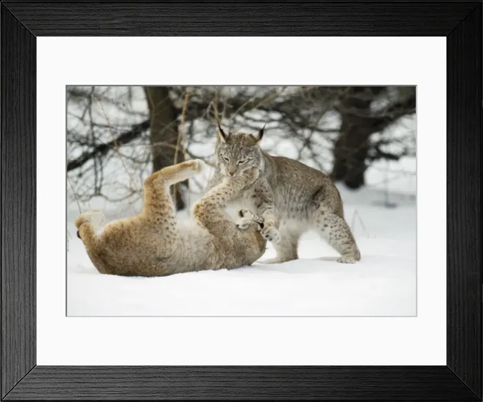 Framed Print : European Lynx - play-fighting Framed Print : European Lynx - play-fighting