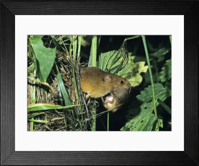Framed Print : Harvest Mouse - female transporting baby animal away from nest Hessen, Germany Framed Print : Harvest Mouse - female transporting baby animal away from nest Hessen, Germany
