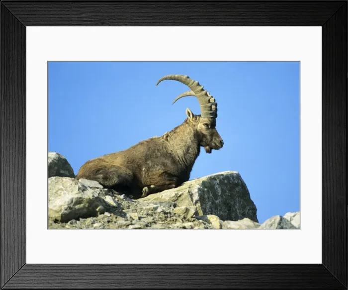 Framed Print : Ibex- male resting on mountain scree Groszglockner national park, Austria Framed Print : Ibex- male resting on mountain scree Groszglockner national park, Austria