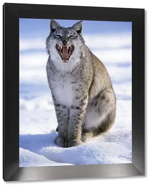 Eurasian Lynx - sitting in snow, yawning Hessen, Germany