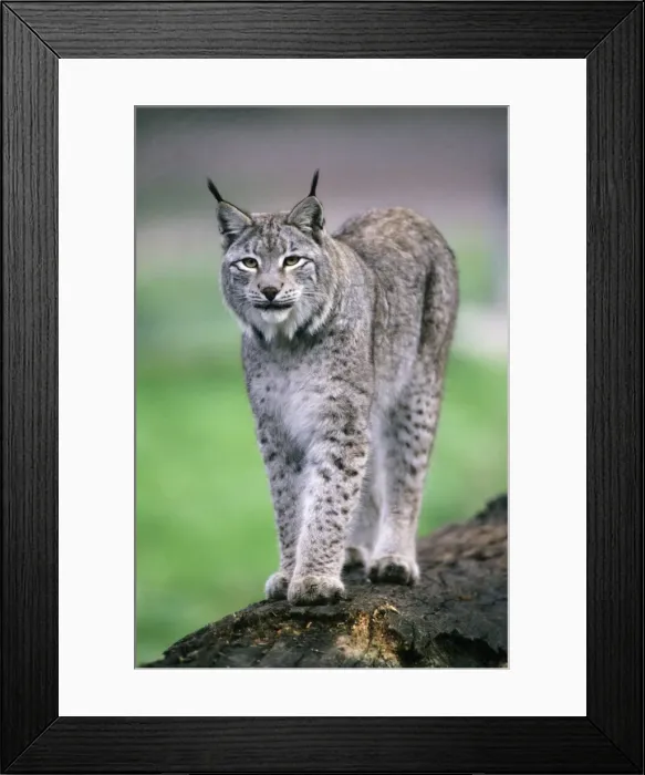 Framed Print : Eurasian Lynx - standing on tree stem Hessen, Germany