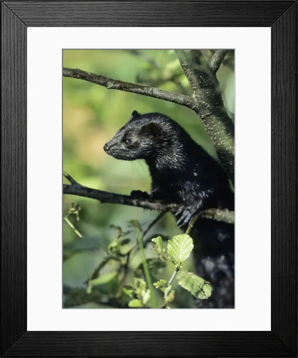 Framed Print : American Mink - climbing around in tree Leuwerden, Holland Framed Print : American Mink - climbing around in tree Leuwerden, Holland
