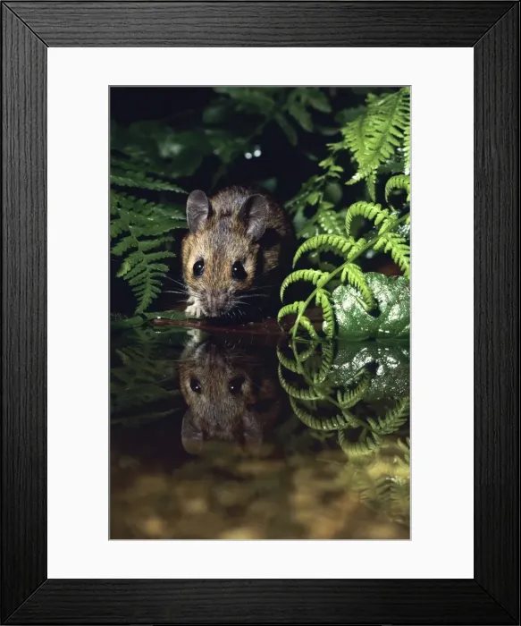 Framed Print : Wood Mouse - at edge of garden pond Lower Saxony, Germnay Framed Print : Wood Mouse - at edge of garden pond Lower Saxony, Germnay