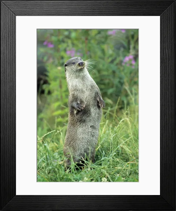 Framed Print : European Otter - standing on back legs Leuwerden, Holland
