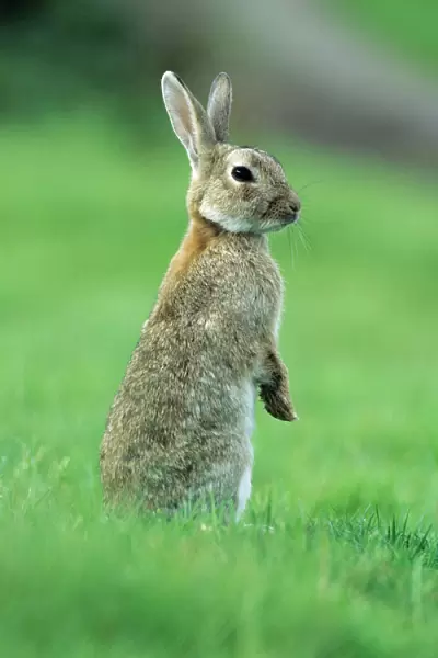 Wild Rabbit - standing on back legs, alert Isle of Mull, Scotland