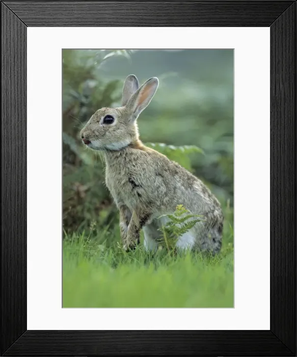 Framed Print : Wild Rabbit - sticking tongue out Isle of Mull, Scotland Framed Print : Wild Rabbit - sticking tongue out Isle of Mull, Scotland