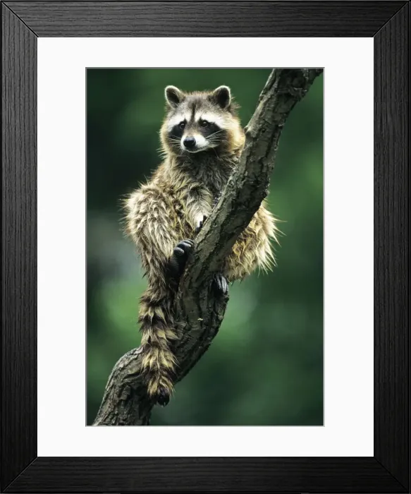 Framed Print : Racoon - sitting, resting in tree Lower Saxony, Germany Framed Print : Racoon - sitting, resting in tree Lower Saxony, Germany