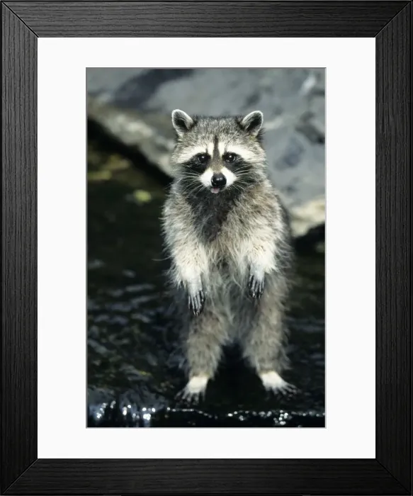 Framed Print : Racoon - standing on back legs in water, begging Lower Saxony, Germany Framed Print : Racoon - standing on back legs in water, begging Lower Saxony, Germany