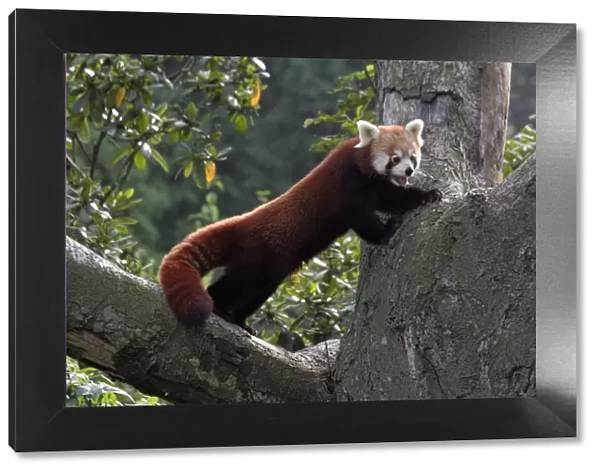 Red Panda - standing in tree fork Dortmund, Westphalia, Germany