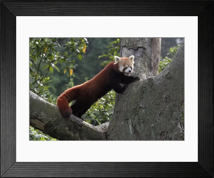 Framed Print : Red Panda - standing in tree fork Dortmund, Westphalia, Germany Framed Print : Red Panda - standing in tree fork Dortmund, Westphalia, Germany