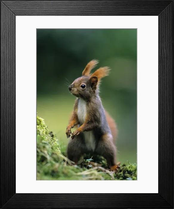 Framed Print : Red Squirrel - on alert Lower Saxony, Germany Framed Print : Red Squirrel - on alert Lower Saxony, Germany
