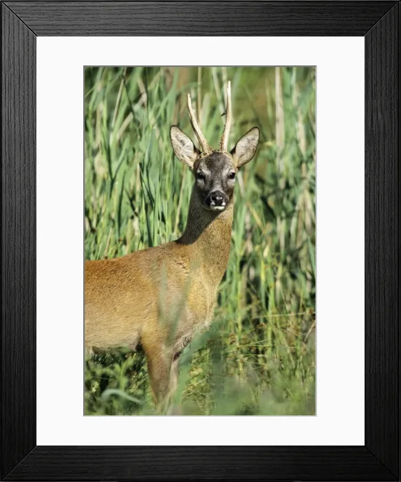 Framed Print : Roe Deer - buck looking alert Hessen, Germany Framed Print : Roe Deer - buck looking alert Hessen, Germany