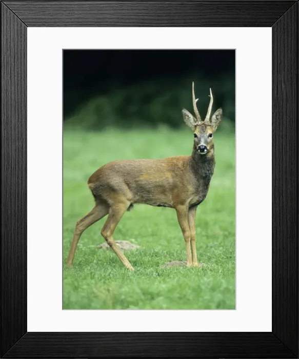 Framed Print : Roe Deer - buck looking alert Hessen, Germany Framed Print : Roe Deer - buck looking alert Hessen, Germany