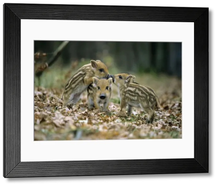 Framed Print : Wild Pig - piglets playing in forest glade Hessen, Germany Framed Print : Wild Pig - piglets playing in forest glade Hessen, Germany