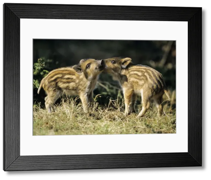 Framed Print : Wild Pig - piglets playing in forest glade Hessen, Germany Framed Print : Wild Pig - piglets playing in forest glade Hessen, Germany