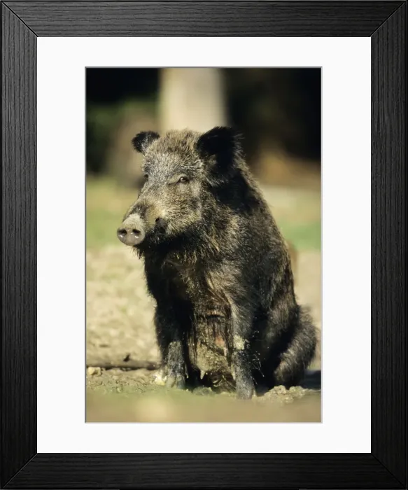 Framed Print : Wild Pig - sow taking mud bath Hessen, Germany Framed Print : Wild Pig - sow taking mud bath Hessen, Germany